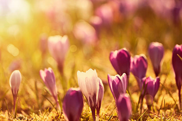 istock Beautiful crocus flowers in the sunset 531982598