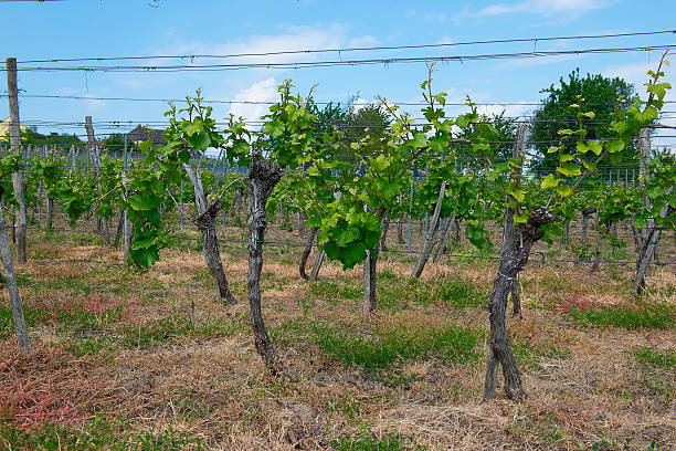 vineyard with the house stock photo