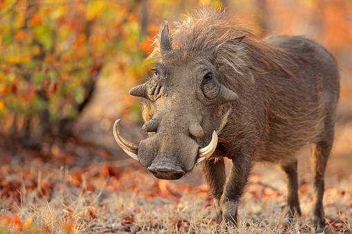 Warthog (Phacochoerus africanus) in natural habitat, Kruger National Park, South Africa