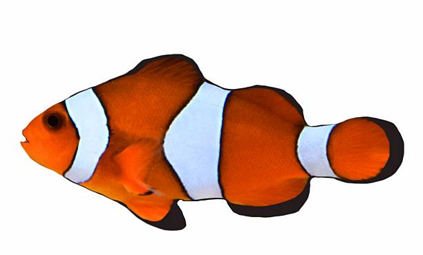 istock cute tropical clown fish in a white background 531983772