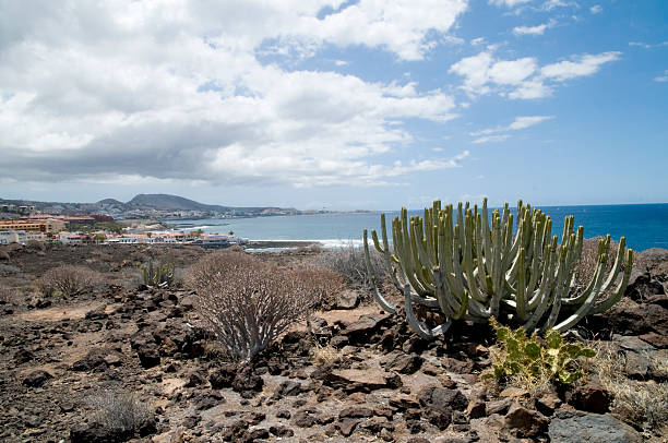 Tenerife cactus and coast stock photo