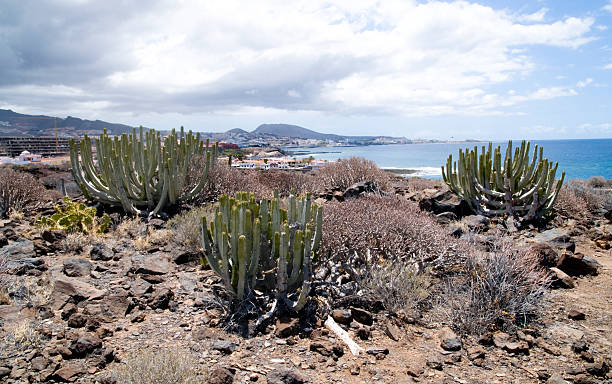 Tenerife cactus and coast stock photo