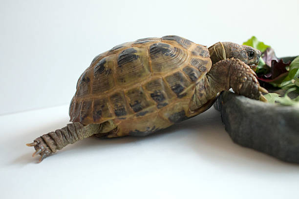 istock Russian Tortoise Stretching while Eating Greens 531985300