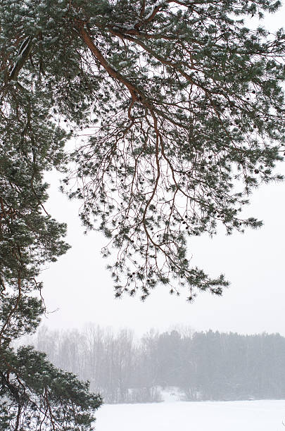 Pine, spurse, firs tree in winter snow stock photo