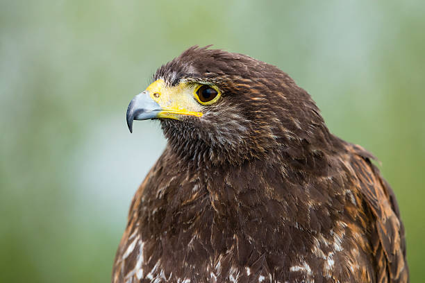 istock Harris Hawk, Parabuteo unicinctus, bird of prey 531985380