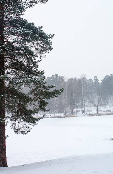 Pine, spurse, firs tree in winter snow stock photo