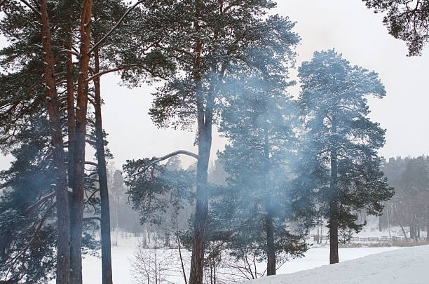 Pine, spurse, firs tree in winter snow stock photo