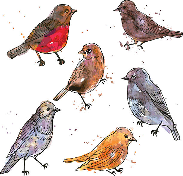 набор акварельный рисунок птиц - vibrant color birds wild animals animals and pets stock illustrations