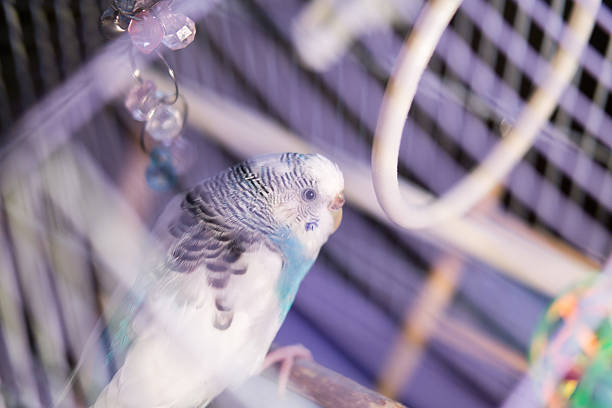 istock Blue domestic budgie sits in the birdcage 531985910