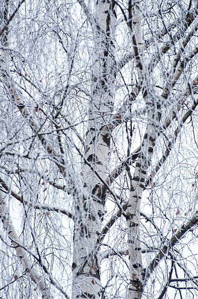 Frost and snow covered birch tree branch with leaves stock photo