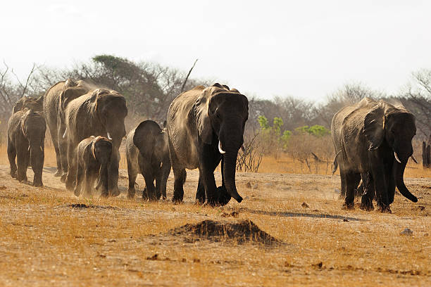 istock Herd of elephants covered in dust 531986237