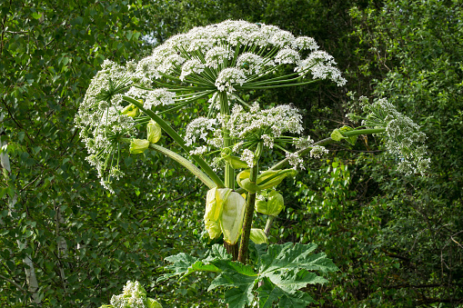 The great flowering cow parsnip - a poisonous plant, growing on the edge of a birch grove