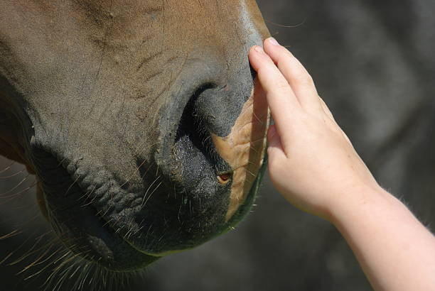 istock Stroking the horse 531987050