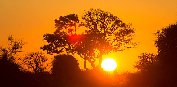 istock Tree at Sunset in Botswana. Okavango Delta. Africa 531987218