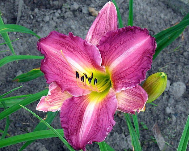istock Daylily Flowers Grand Ways 531987431