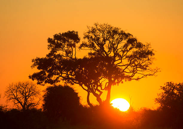 istock Tree at Sunset in Botswana. Okavango Delta. Africa 531987456