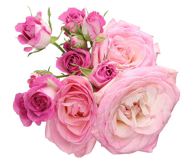 istock Bouquet of roses 531987590
