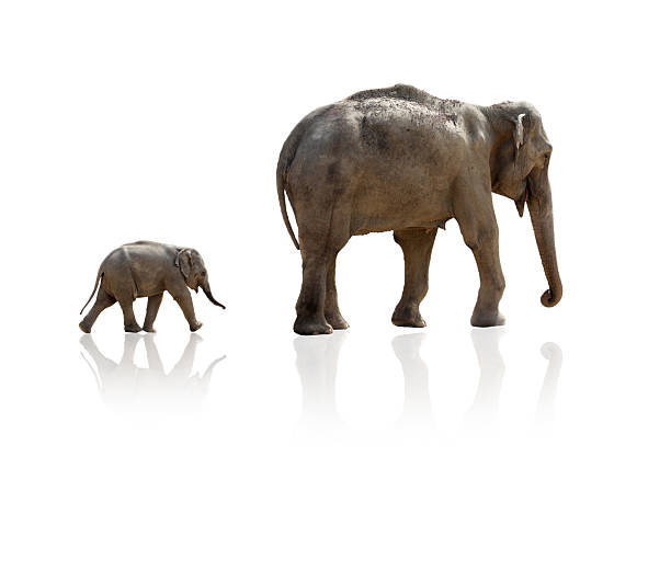 istock Elephant calf running after mother 531987942