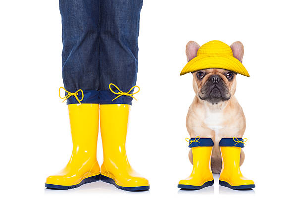 istock fawn french bulldog ready for a walk 531988095