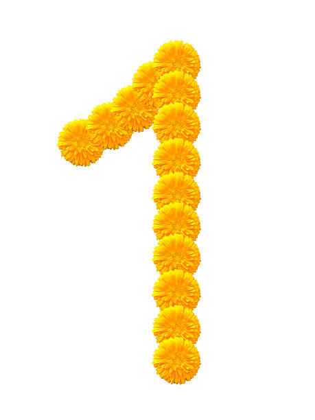 istock calendula flower isolated on white, Number 1 531988569
