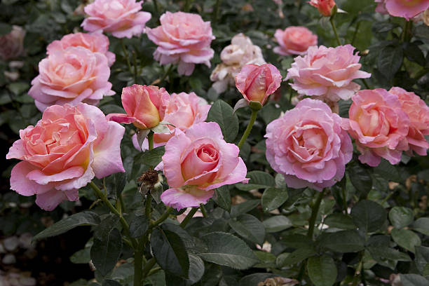 istock Field of pink roses 531988961