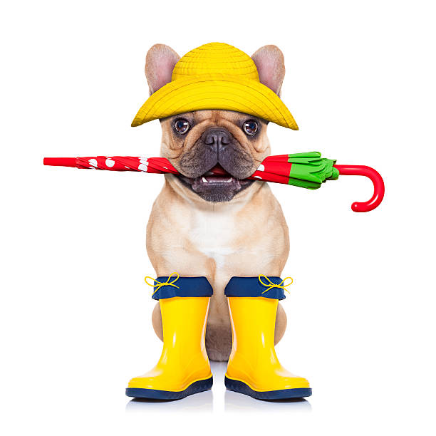 istock fawn french bulldog ready for a walk 531989105