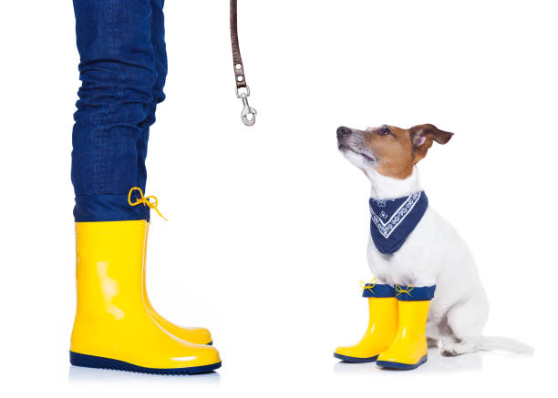 istock dog ready for a walk in rain 531989107