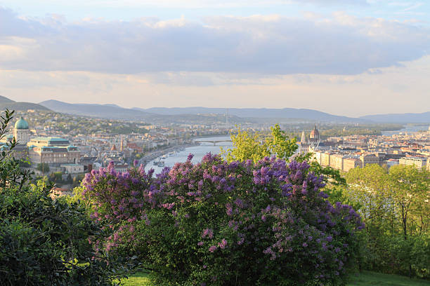 istock Hungary, lilac bushes and view on the Budapest in spring 531989260