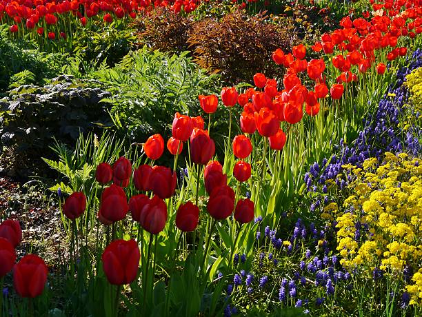 istock Colorful flower bed 531989278