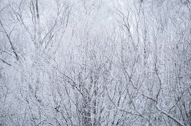 Frost and snow covered bush branches with leaves stock photo