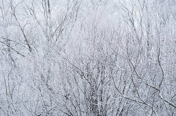 istock Frost and snow covered bush branches with leaves 531989405