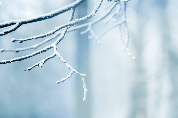 Frost and snow covered birch tree branch with leaves stock photo