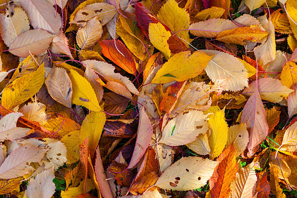 istock pattern of foliage on the ground 531989831