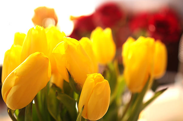 Fresh, beautiful yellow tulips stock photo