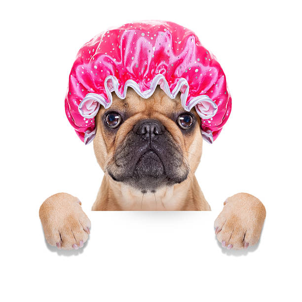 shower cap french bulldog dog ready to have a bath or a shower wearing a bathing cap, isolated on white background dog grooming stock pictures, royalty-free photos & images