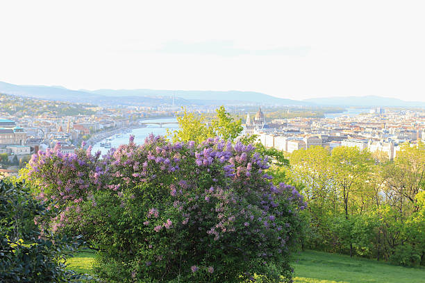 Hungary, lilac bushes, view on Budapest city in spring