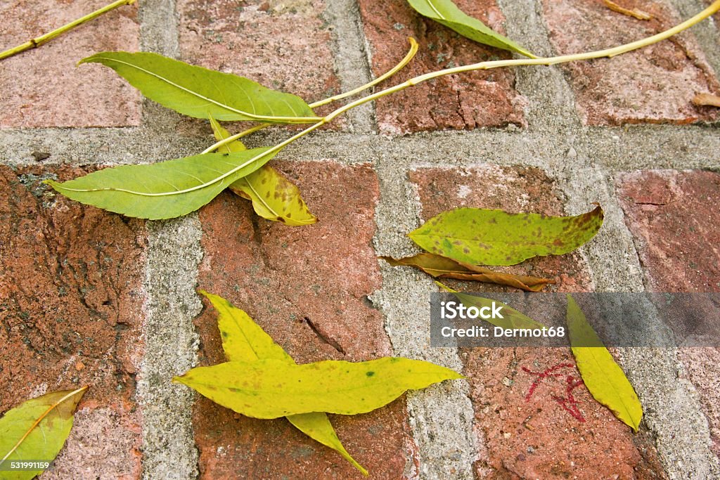 Closeup of plant on the bricks Photo shows a detailed closeup of plant on the bricks. 2015 Stock Photo
