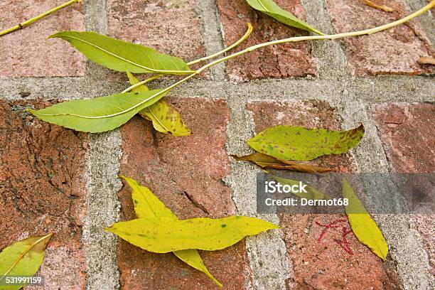 Closeup Of Plant On The Bricks Stock Photo - Download Image Now - 2015, Aging Process, Architecture