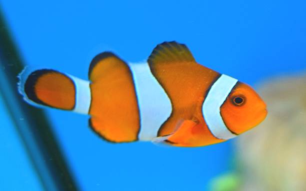 istock tropical orange and black clown fish in fish tank 531991246
