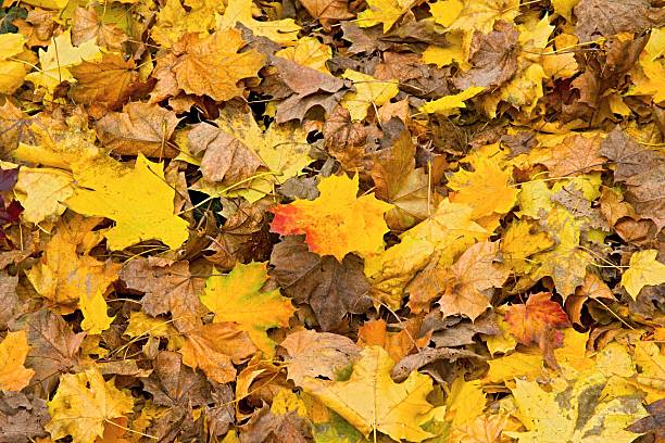 istock Colorful autumn leaves 531991419