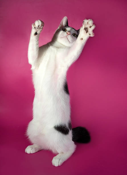 istock White kitten teenager with black spots  playing on pink 531991559