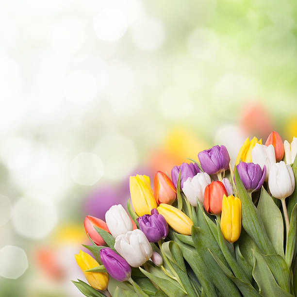 istock Colorful tulips over blur 531991858
