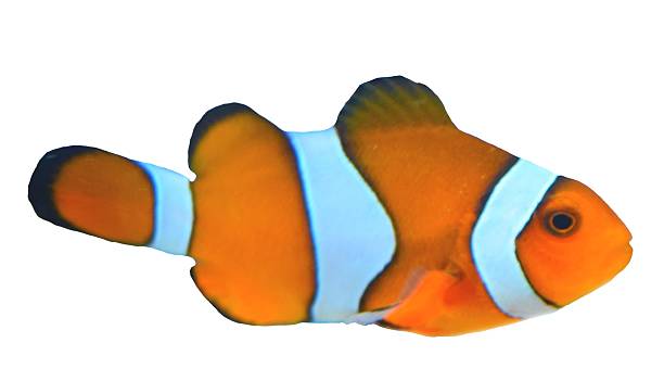 istock cute tropical clown fish in a white background 531991896