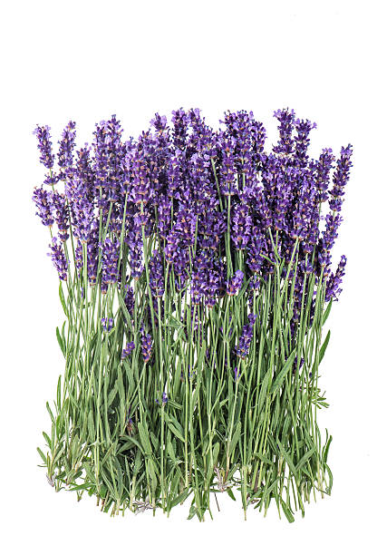 istock Lavender flowers isolated on white background 531991934