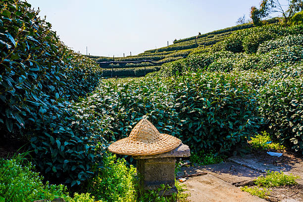 차 재배 농가 모자 차 필드 - longjing 뉴스 사진 이미지