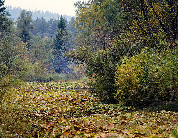 The river was overgrown with seaweed stock photo