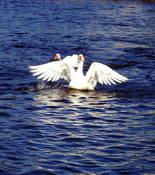 Geese swimming in lake stock photo