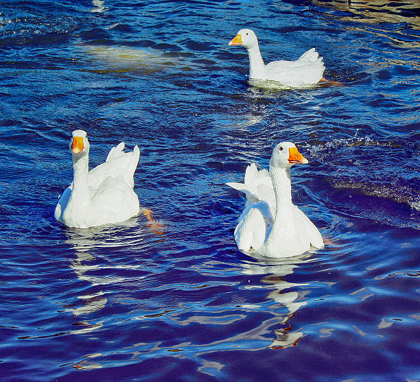 Geese swimming in lake stock photo