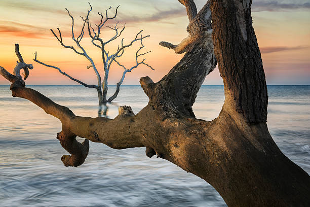 Botany Bay Plantation Boneyard Tree Sunset Charleston SC Landscape Scene