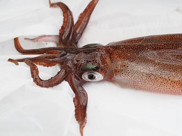 istock Opalescent Squid/ Doryteuthis opalescens 531994360